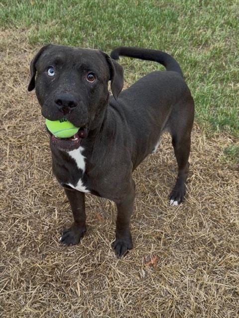 Photo of Mike, adoptable Pit Bull Terrier in Conroe, Texas