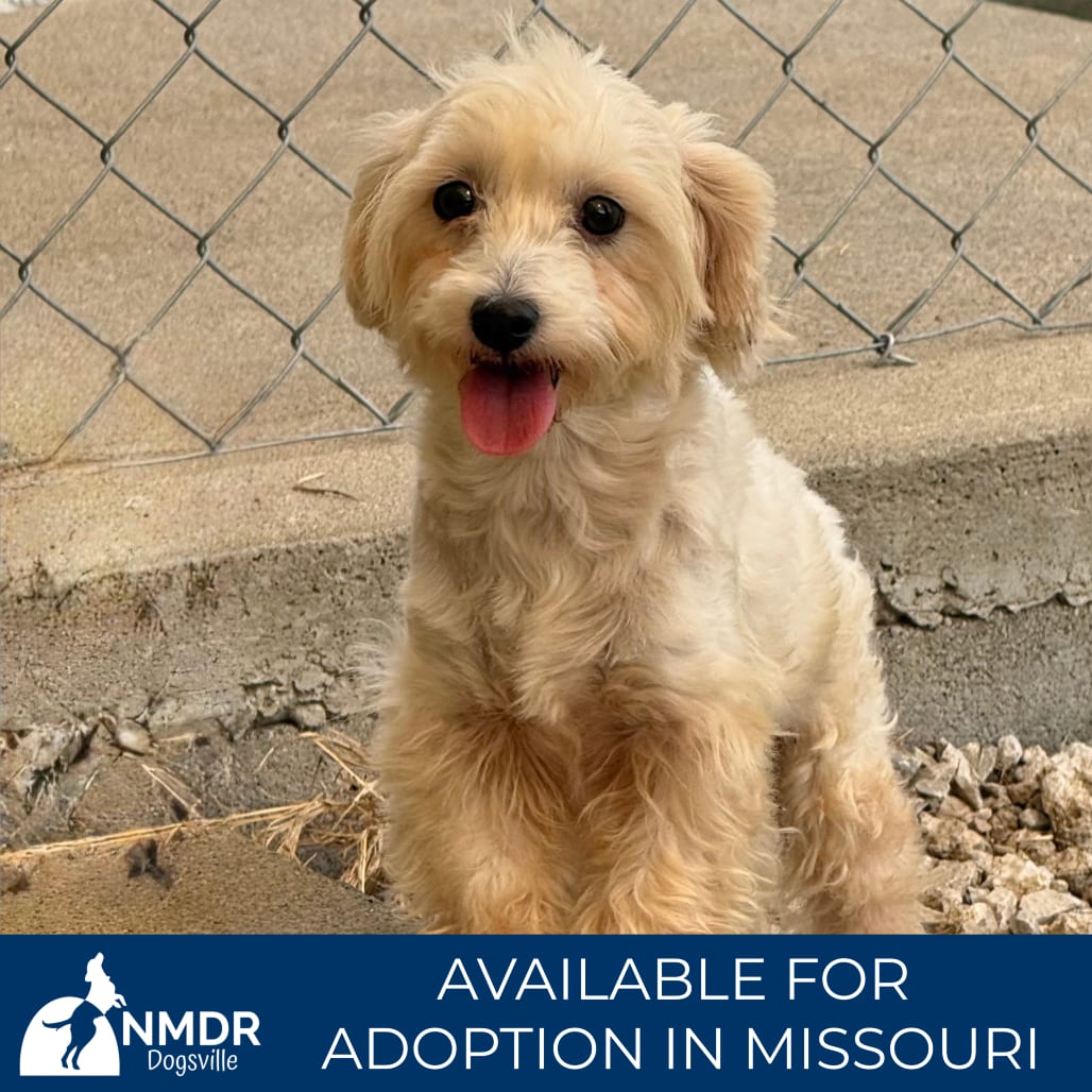 Photo of Norah - Missouri (S26-24), adoptable Maltese / Poodle in Colorado Springs, Colorado