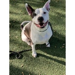 Photo of Joey, adoptable Mixed Breed (Medium) in Chatsworth, California