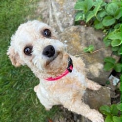 Photo of Teddy, adoptable Poodle (Miniature) in Overland Park, Kansas