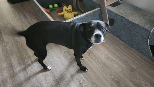Photo of Daisy, adoptable Labrador Retriever in Locust Grove, Georgia