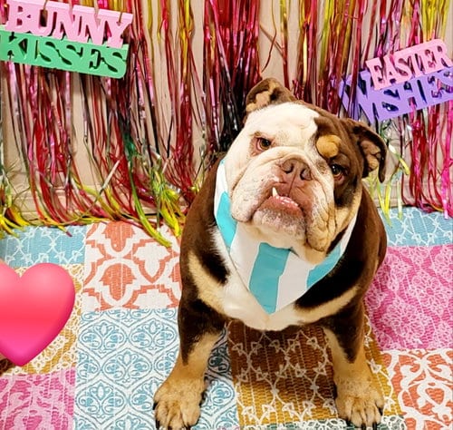 Photo of BO, adoptable English Bulldog in Sherman Oaks, California