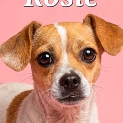 Photo of Rosie, adoptable Chihuahua in Lansdale, Pennsylvania