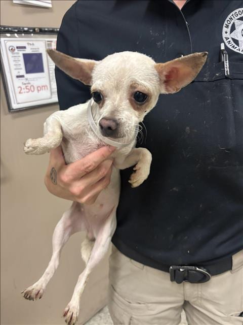 Photo of A433486, adoptable Chihuahua in Conroe, Texas