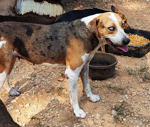 Photo of Ice, adoptable Hound in Harrison, Arkansas