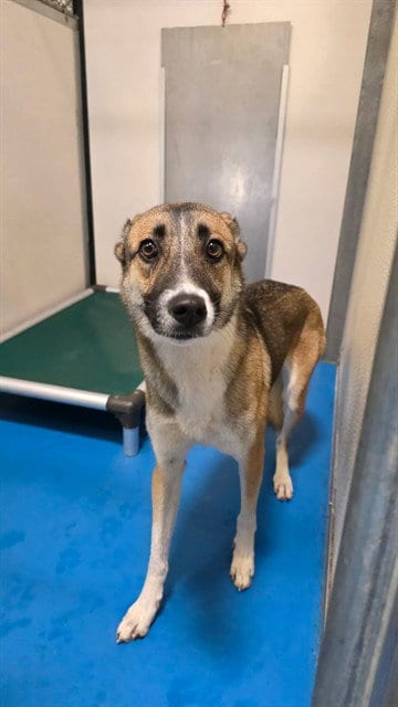 Photo of A171339, adoptable German Shepherd Dog in Bakersfield, California