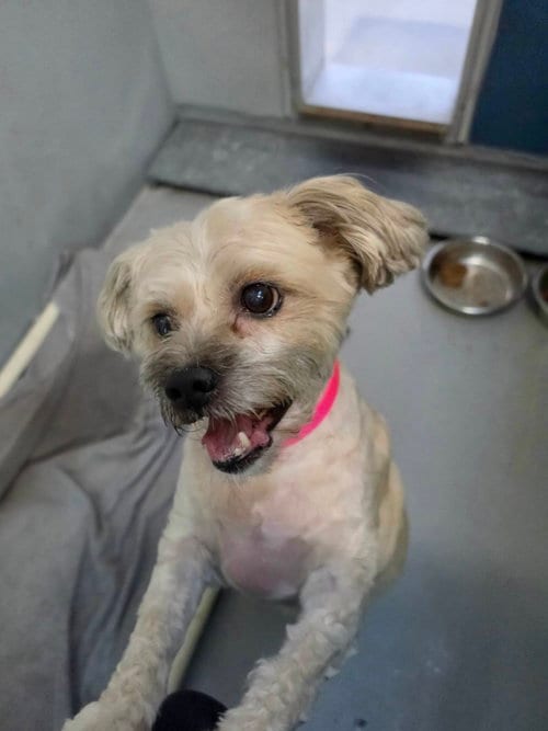 Photo of Chyna, adoptable Maltese in Las Vegas, Nevada