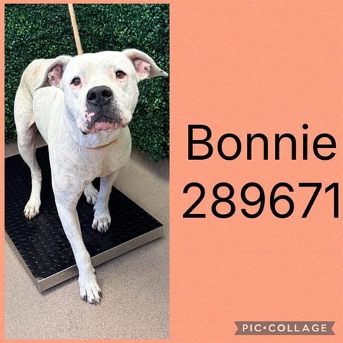 Photo of Bonnie, adoptable American Bulldog in Macon, Georgia