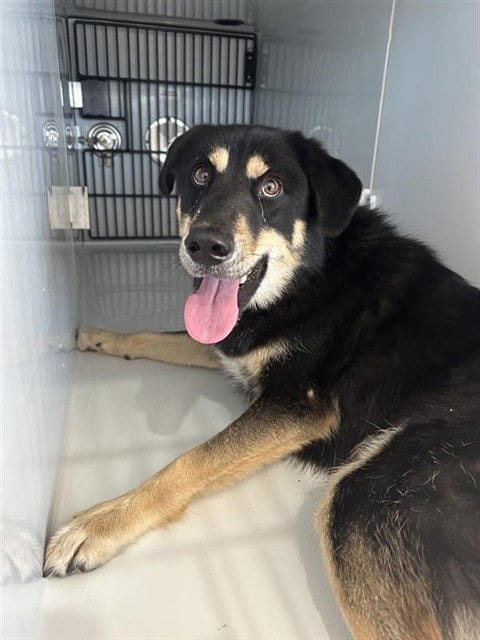 Photo of Larry, adoptable Border Collie in Houston, Texas