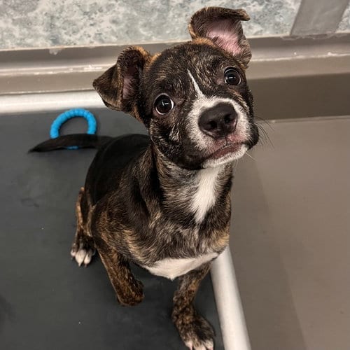 Photo of Kringle, adoptable Unknown breed in Rancho Santa Fe, California