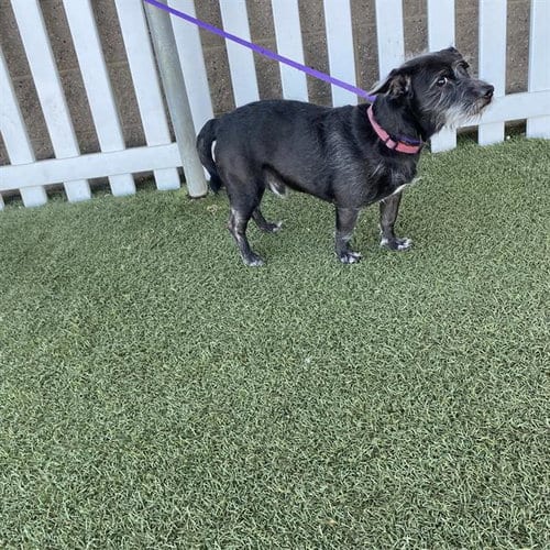 Photo of A614833, adoptable Norfolk Terrier in Modesto, California