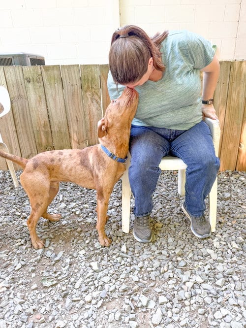 Photo of Slim Jim, adoptable Pit Bull Terrier in Sanford, North Carolina