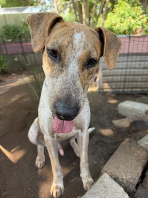 Photo of Cacahuate, adoptable Australian Cattle Dog/Blue Heeler in San Diego, California