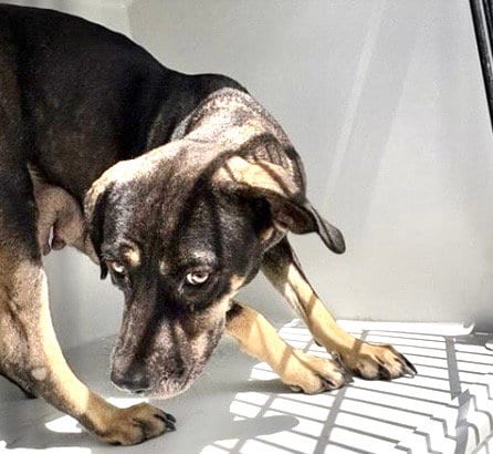 Photo of A660812, adoptable German Shepherd Dog in Houston, Texas