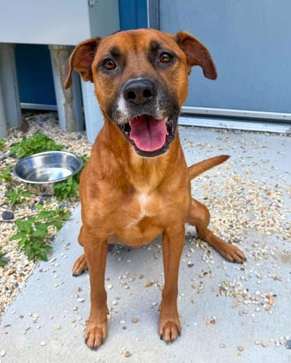 Photo of Shadow, adoptable Terrier in New Orleans, Louisiana