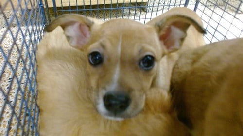 Photo of Stella, adoptable Chihuahua in Miami, Florida