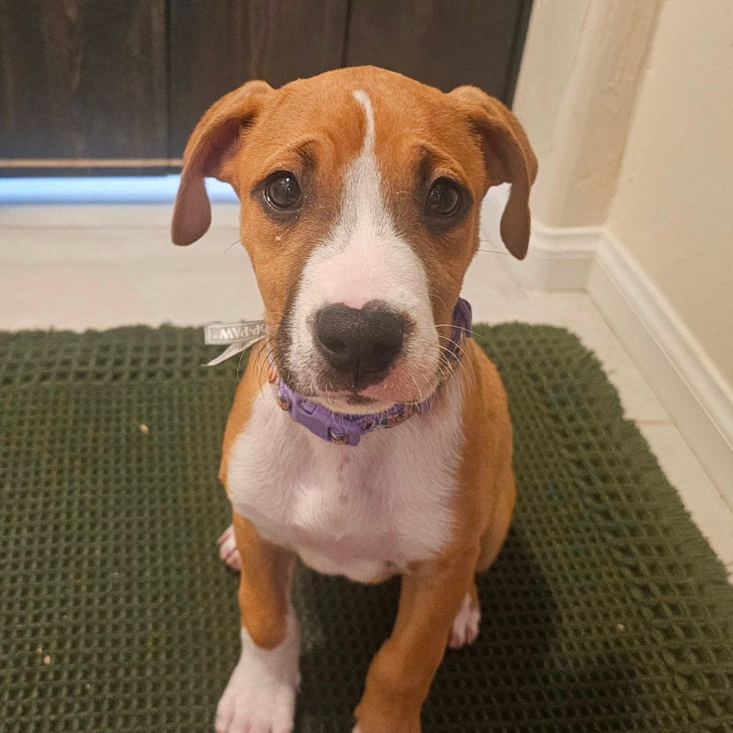 Photo of Scone, adoptable Boxer / Terrier, Pit Bull in Oceanside, California