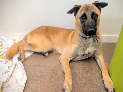 Photo of Holt, adoptable German Shepherd Dog in Fort Lauderdale, Florida