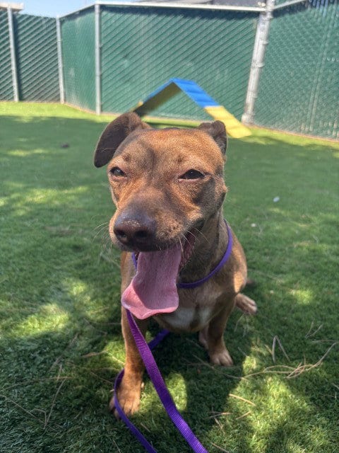 Photo of Snickers, adoptable Chihuahua in San Bernardino, California