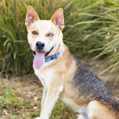 Photo of Tomsk, adoptable Siberian Husky in Camarillo, California