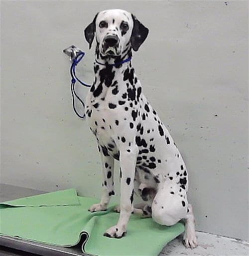 Photo of Astro, adoptable Dalmatian in Houston, Texas
