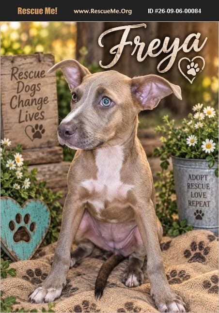 Photo of Freya, adoptable Labrador Retriever in Benton, Pennsylvania