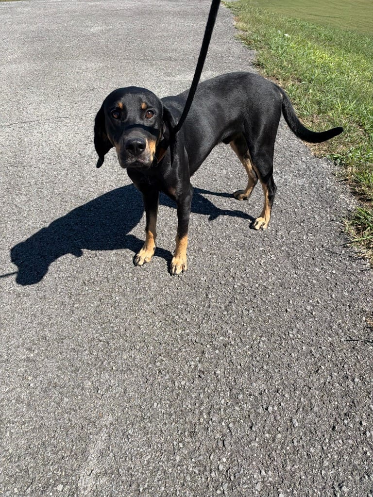 Photo of Skattebo, adoptable Hound in Chickamauga, Georgia