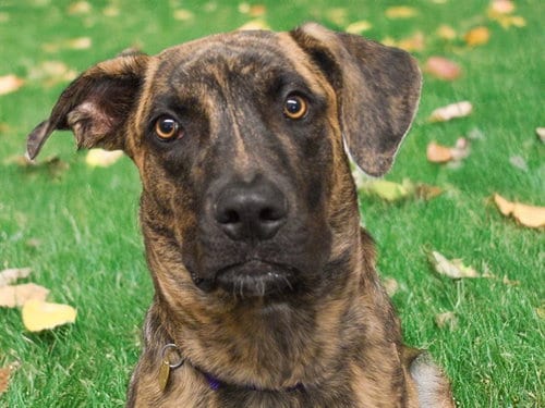 Photo of Banx, adoptable Mastiff in Denver, Colorado