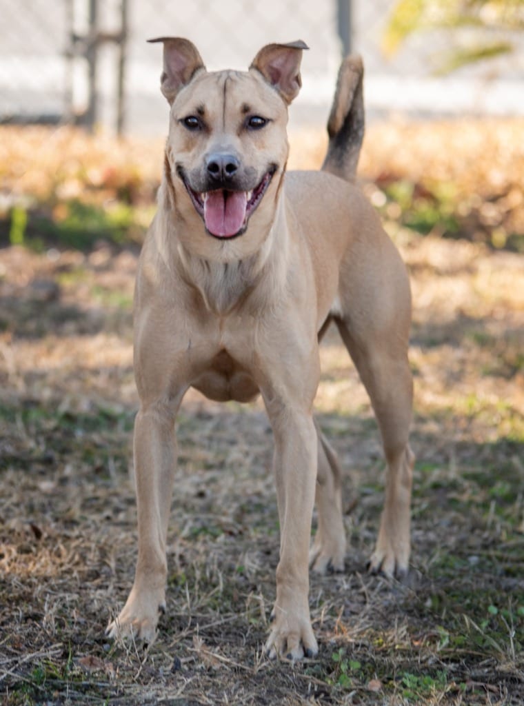 Photo of Nike, adoptable Mixed Breed in Ocala, Florida