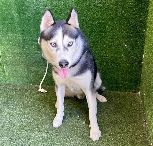 Photo of Lucky, adoptable Siberian Husky in Lancaster, California