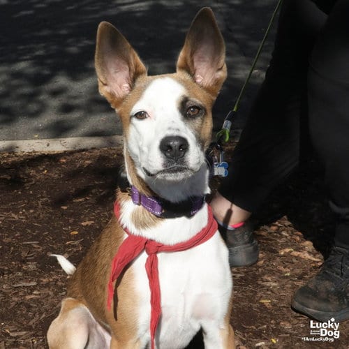 Photo of Bonnie, adoptable Australian Shepherd in Washington, District of Columbia