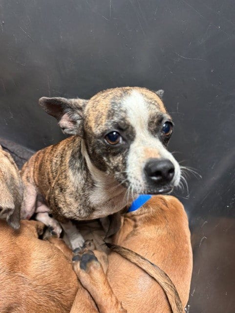 Photo of Polkadots, adoptable Chihuahua in Bakersfield, California