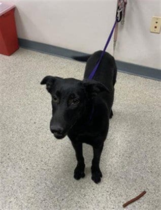 Photo of A256548, adoptable Labrador Retriever in Visalia, California