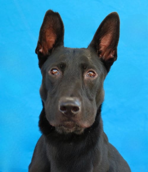 Photo of Milo, adoptable German Shepherd Dog in Pasadena, California