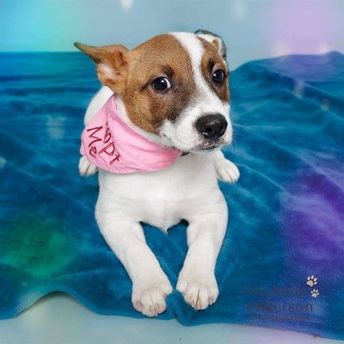 Photo of Tia, adoptable Jack Russell Terrier (Parson Russell Terrier) in Corona, California