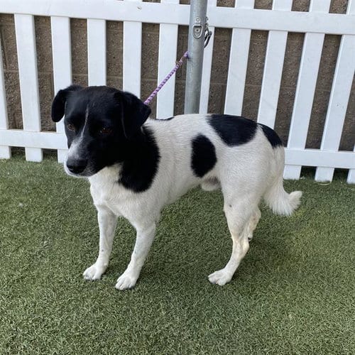Photo of A615146, adoptable Parson Russell Terrier in Modesto, California