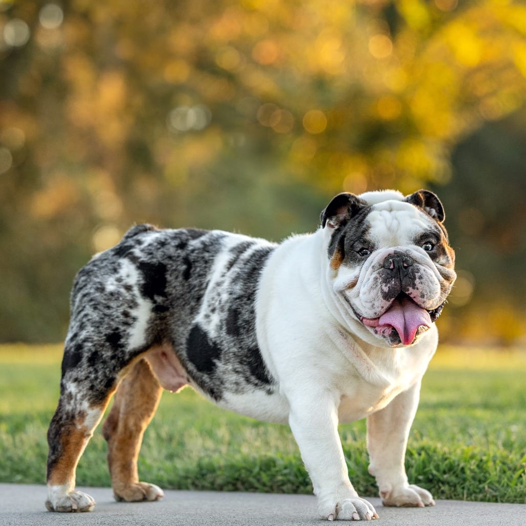 Photo of Muffin, adoptable Bulldog, English in California, California