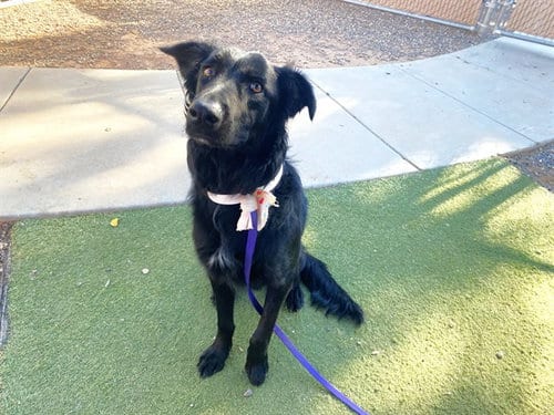 Photo of Philly, adoptable Border Collie in Phoenix, Arizona