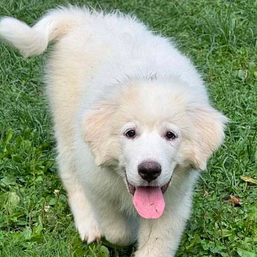 Photo of Elsa in OH - Confident, Loving & Joyful, adoptable Great Pyrenees in Beacon, New York