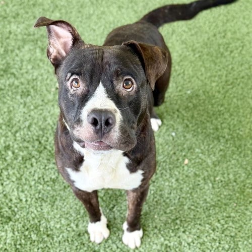 Photo of Gordon, adoptable American Bulldog in Tavares, Florida