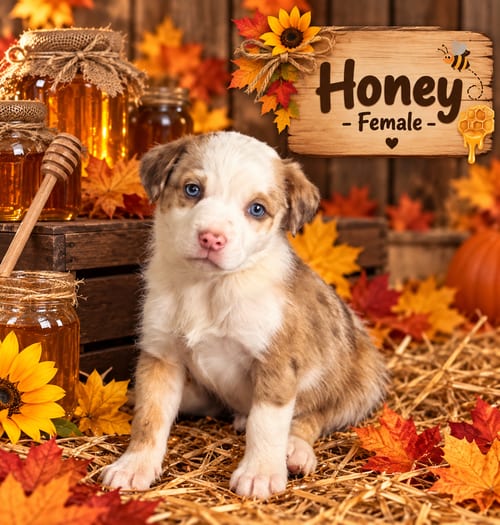 Photo of Pumpkin Patch Pups : Honey, adoptable Australian Shepherd in Aurora, Indiana
