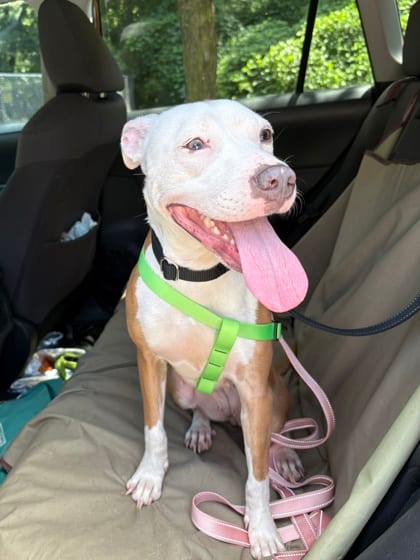 Photo of Spirella, adoptable dog in Chamblee, Georgia
