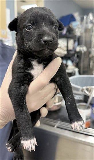 Photo of Timon, adoptable German Shepherd Dog in Riverside, California