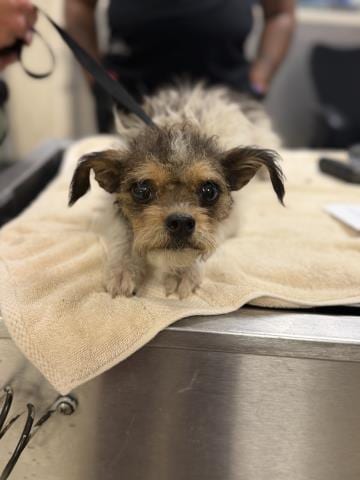 Photo of Harmony, adoptable Terrier in Riverside, California