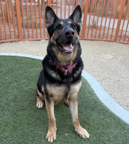 Photo of Monsieur, adoptable German Shepherd Dog in Las Vegas, Nevada