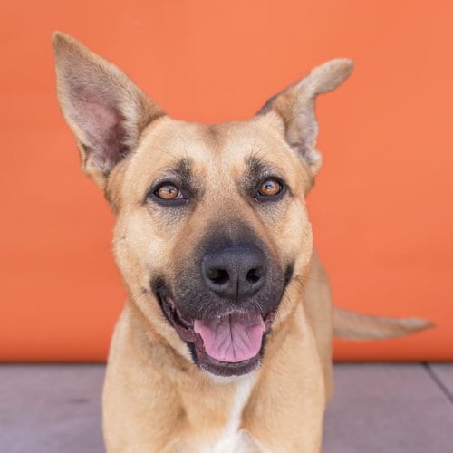 Photo of Pebbles, adoptable Labrador Retriever in Pasadena, California