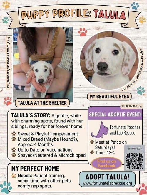 Photo of talula, adoptable Labrador Retriever in Palatine/Kildeer/Buffalo grove, Illinois