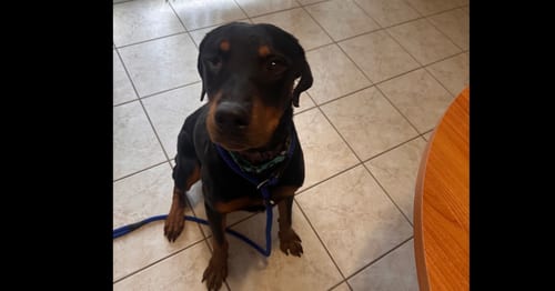 Photo of Willy, adoptable Rottweiler in Gilbert, Arizona