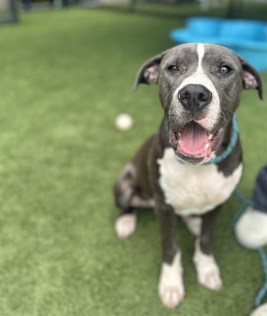 Photo of Will, adoptable Mixed Breed