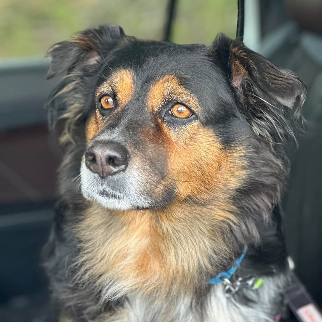 Photo of Lady Baela, adoptable Shepherd, Australian / Mixed Breed (Medium) in Kanab, Utah